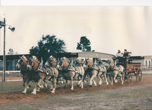 Showing the 8 in Fla